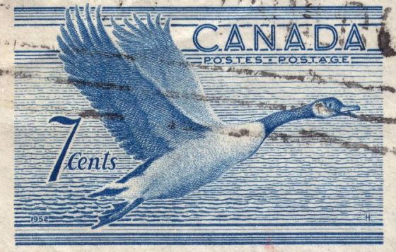 Canada Goose Stamp