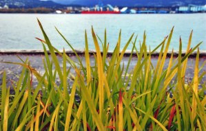 Blades of Grass, Stanley Park, Vancouver